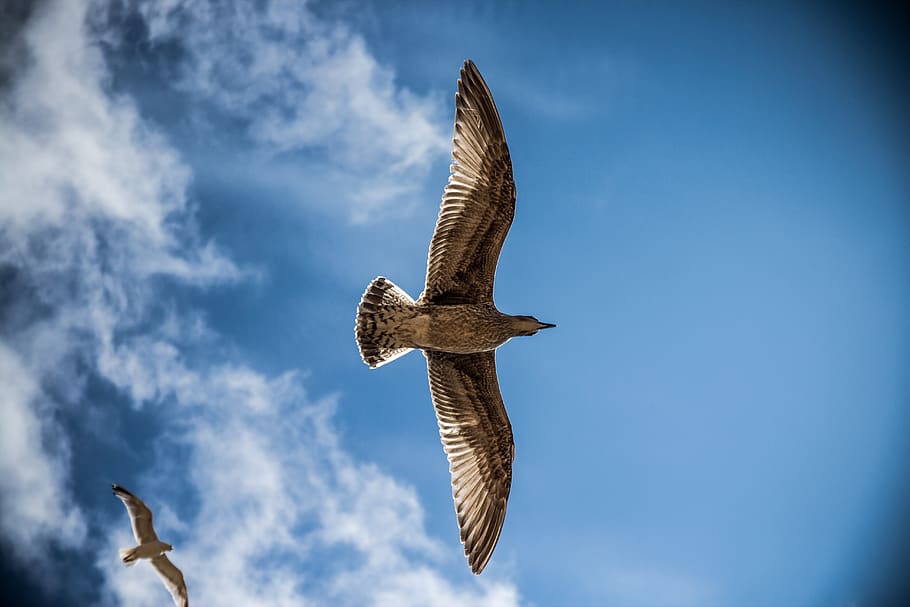 Low Angle Photography of Brown Birds Under Blue and White Sky HD wallpaper