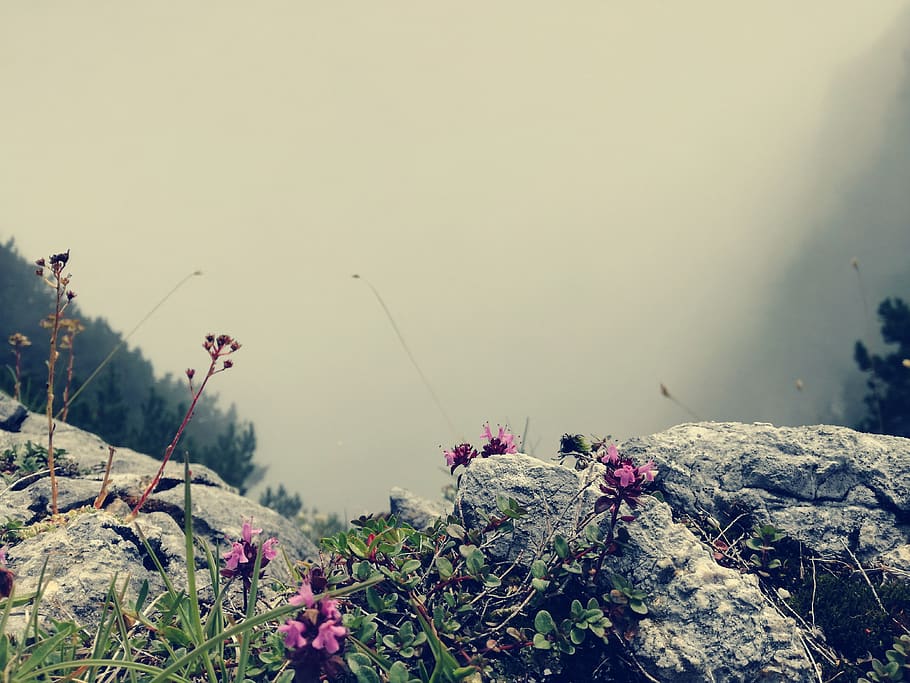 plant, nature, growth, beauty in nature, day, tranquility, flowering plant HD wallpaper