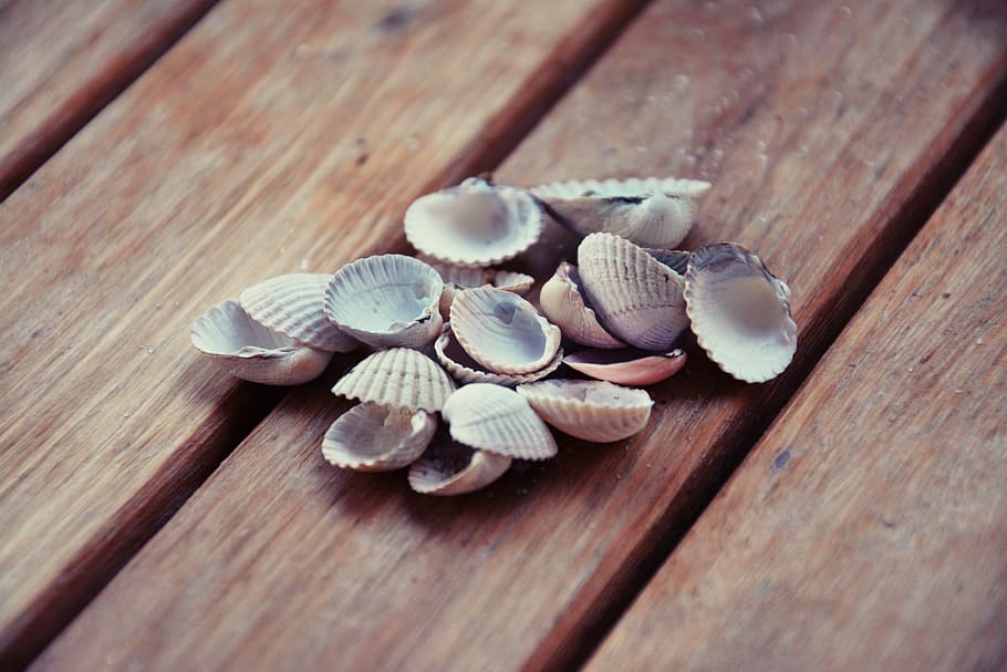 shells, closeup, nature, crustaceans, wood - material, table HD wallpaper