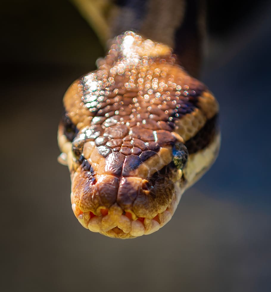 snake, natter, head, close-up, light reflection, africa, reptile