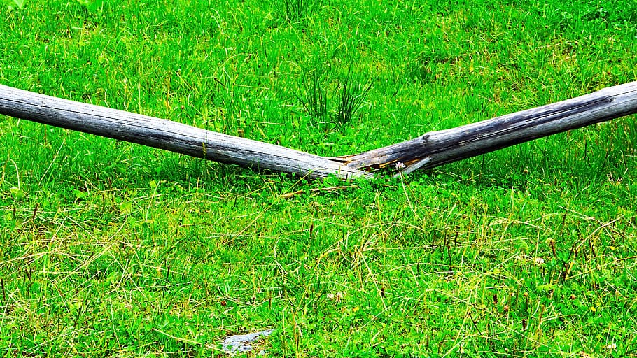 plant, green color, grass, land, field, growth, nature, no people HD wallpaper