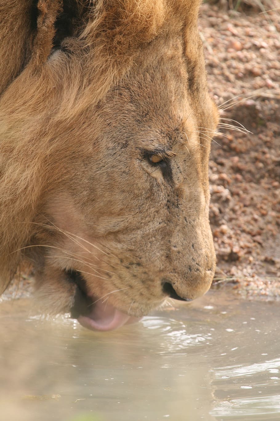 brown lion portrait, wildlife, mammal, animal, cougar, warthog HD wallpaper