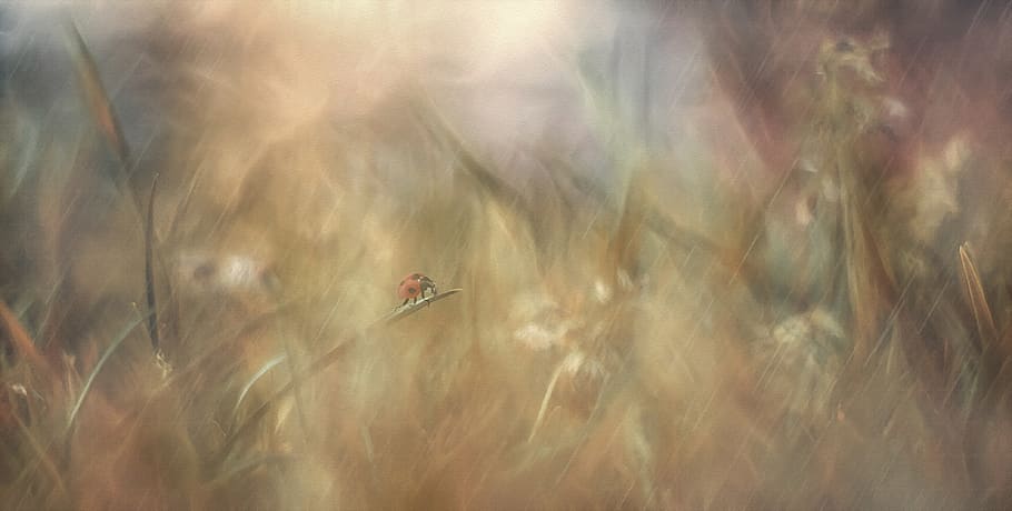 background, texture, rain, meadow, dream, ladybug, grass, drip HD wallpaper