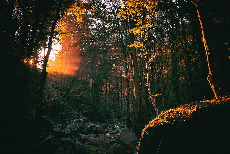 nature, forest, woods, trees, rocks, boulders, sunlight, plant HD wallpaper