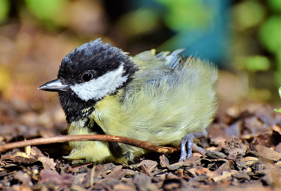 tit, songbird, small bird, foraging, animal, cute, garden, plumage HD wallpaper