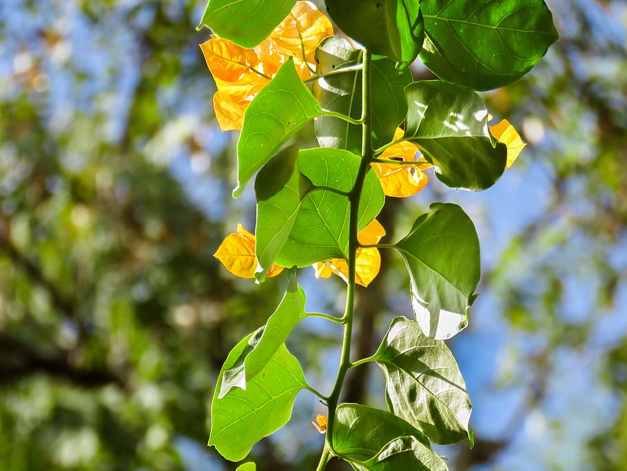green, leaves, yellow, trees, plant part, leaf, growth, green color HD wallpaper