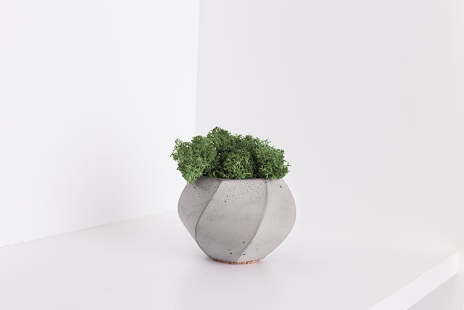 plant in gray pot, studio shot, indoors, growth, white background HD wallpaper