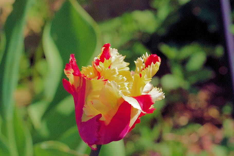 tulip, flower, spring, nature, garden, blossom, bloom, colorful HD wallpaper