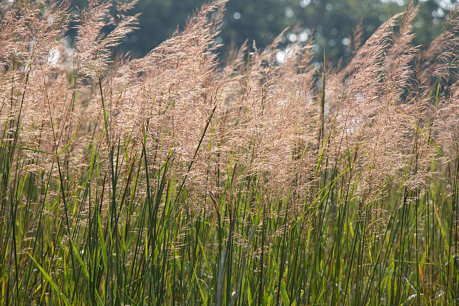 midwest, midwestern, prairie, indiangrass, yellow indiangrass