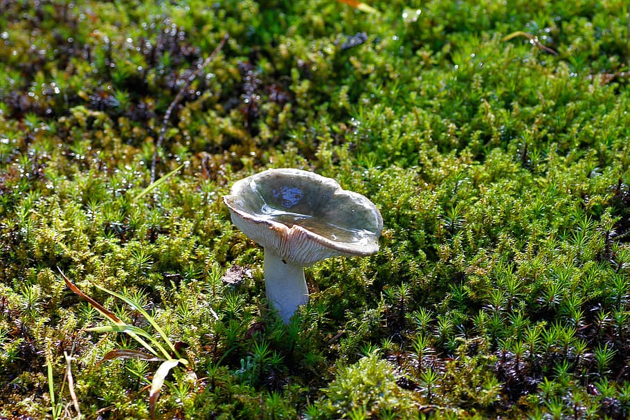 mushroom, moss, forest, forest floor, forest mushrooms, plant HD wallpaper