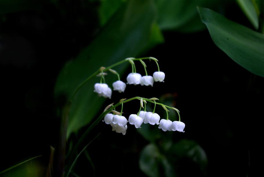 nature, plants, leaf, flowers, outdoors, lily of the valley, HD wallpaper