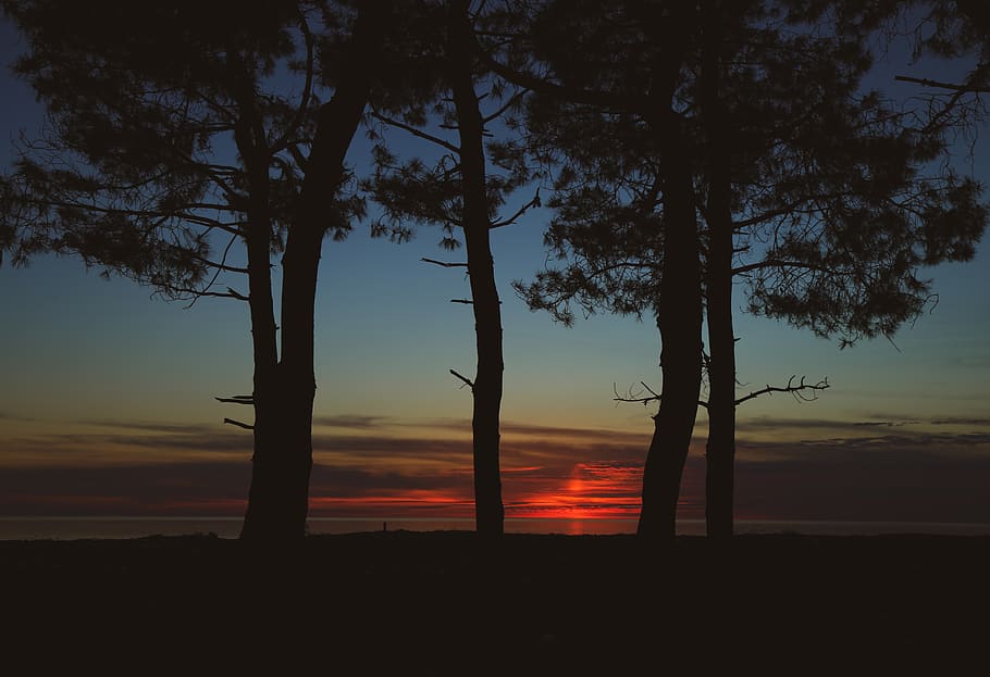five trees, nature, sunset, sky, outdoors, red sky, dawn, dusk HD wallpaper