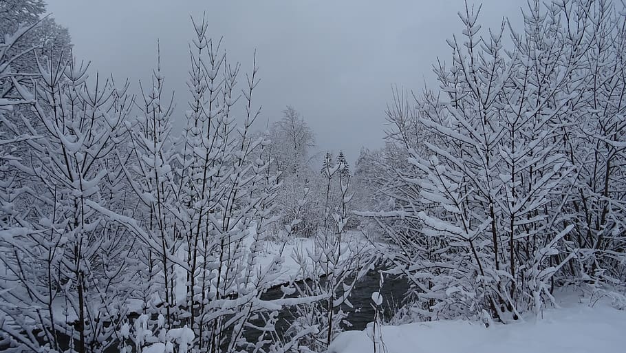 snow, winter, cold temperature, tree, plant, bare tree, beauty in nature HD wallpaper