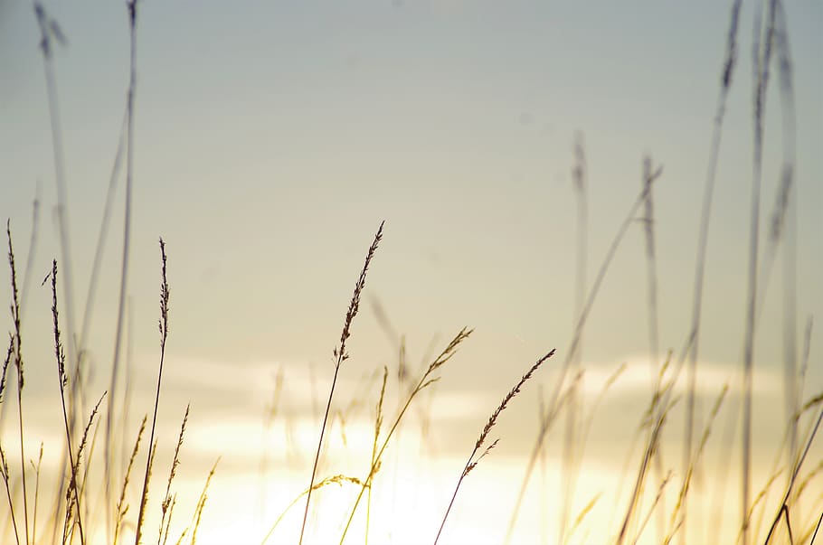 wheat, landscape, focus, bright, field, grass, plant, growth HD wallpaper