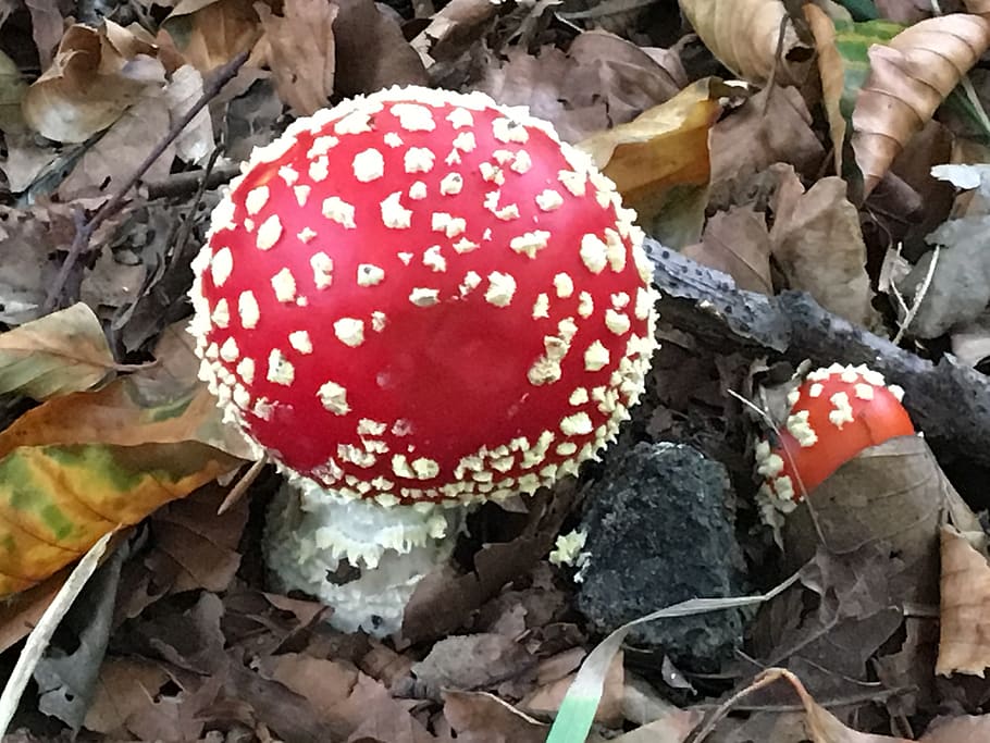 mold, autumn, fall, boletus, blewits, forest, fungus, fly agaric HD wallpaper