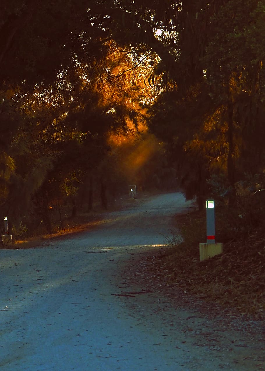 Green Trees, dawn, daylight, environment, fog, foggy, forest HD wallpaper