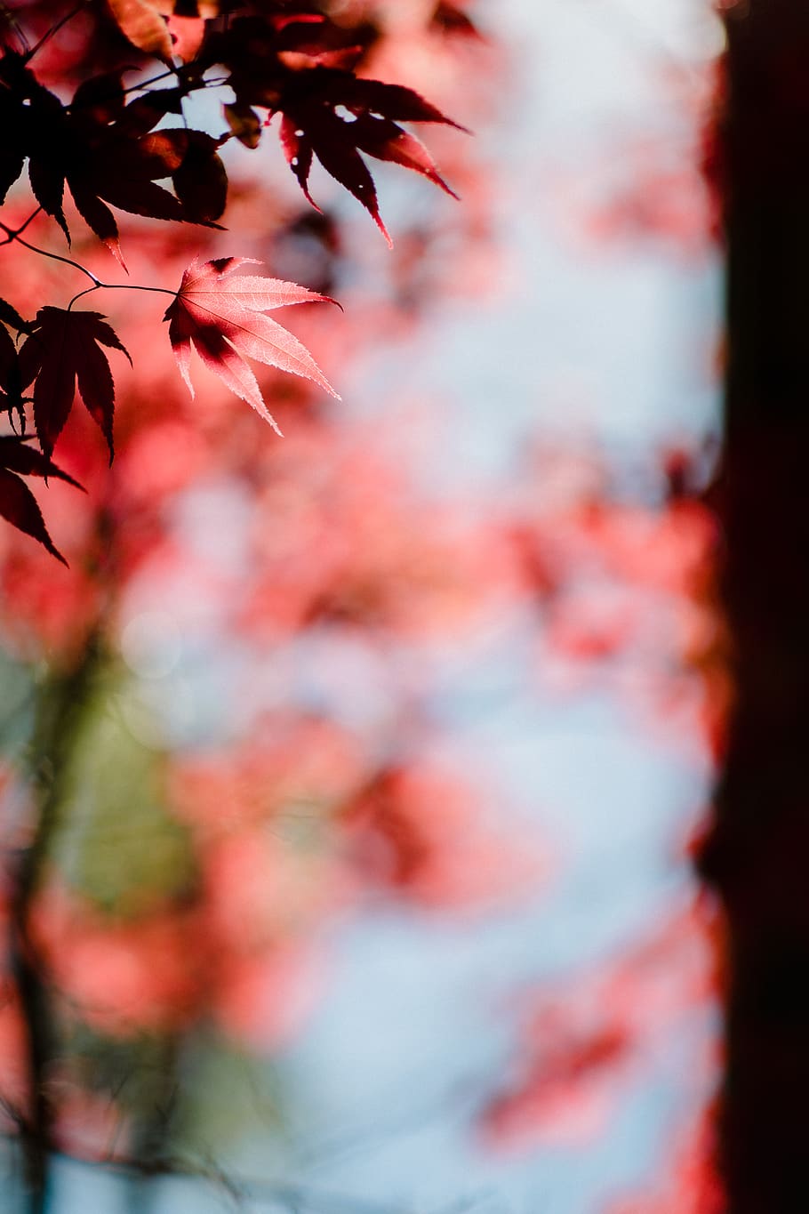 leaves during day time, plant, leaf, tree, maple, maple leaf, HD wallpaper