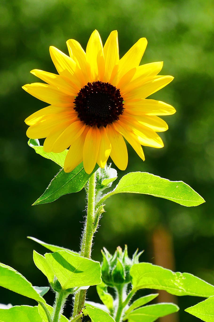 Giant flowers of the annual sunflower blooming in a sunny garden.
