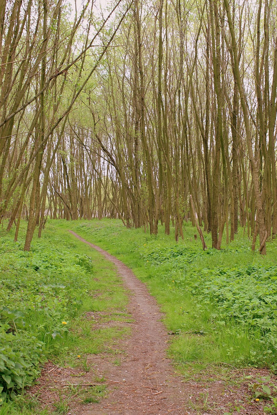 trees, lake, forest, plant, tranquility, direction, land, the way forward HD wallpaper
