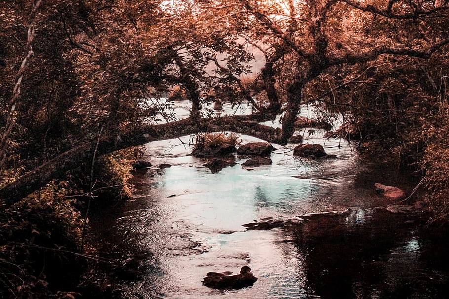 Brown Tree Near the Body of Water during Golden Hour, branches HD wallpaper