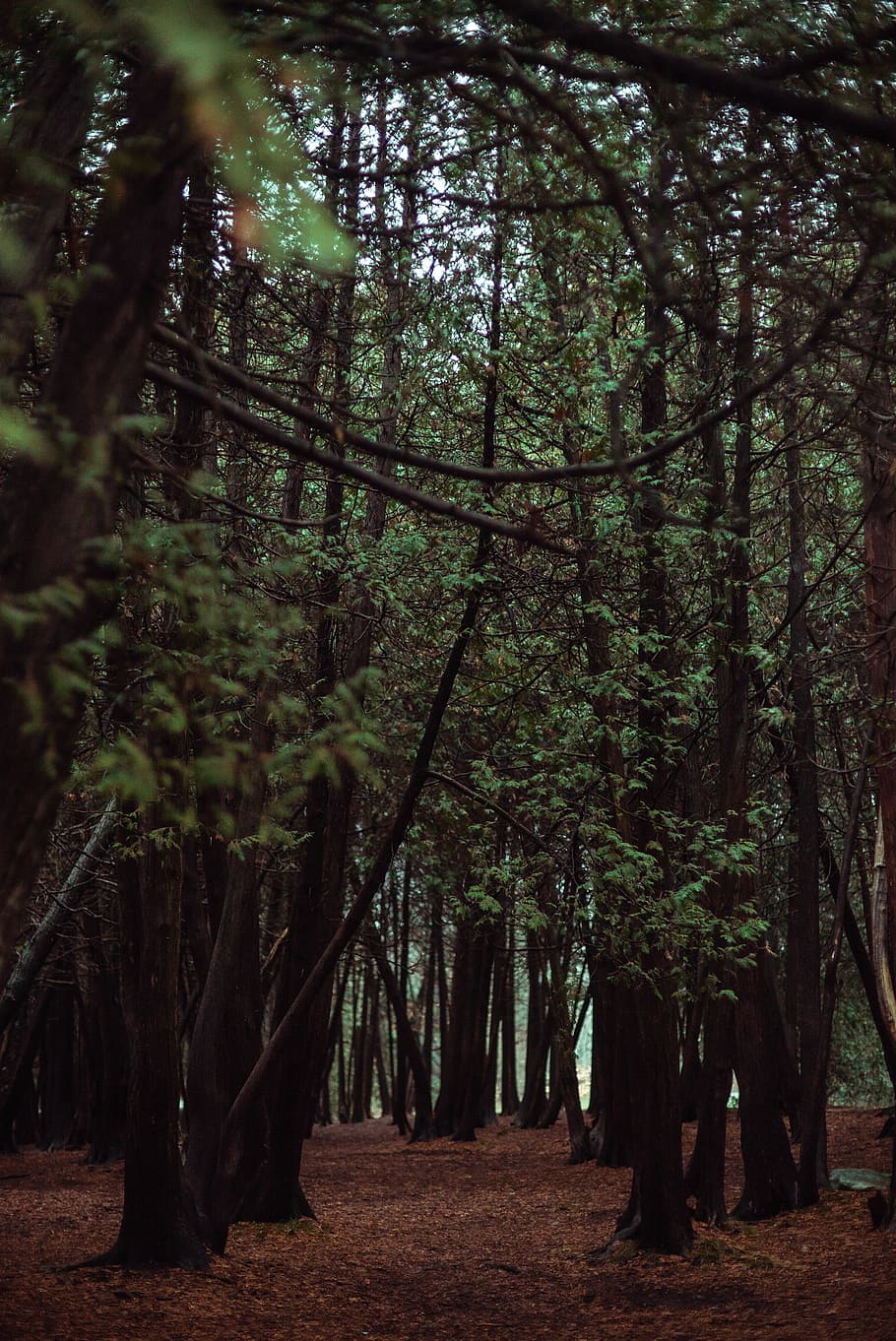 Forest, environment, rainforest, trees, woods, plant, land, growth HD wallpaper