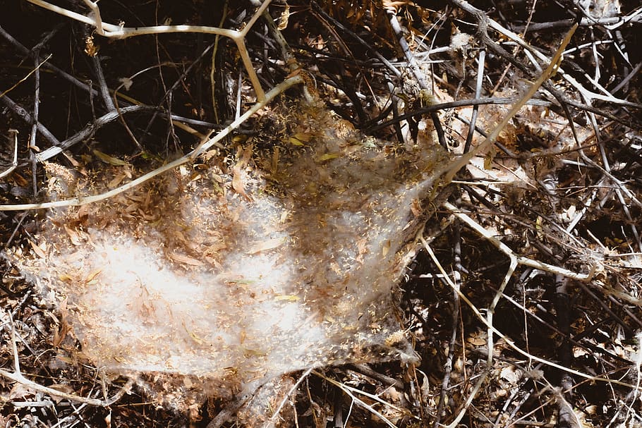 spiders, webs, trapped, nature, capture, trees, brush, land HD wallpaper