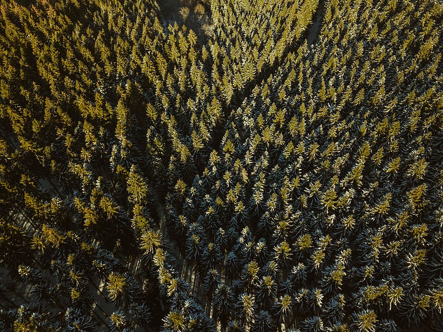top view of rive between trees, plant, abies, fir, conifer, hd wallpapers HD wallpaper