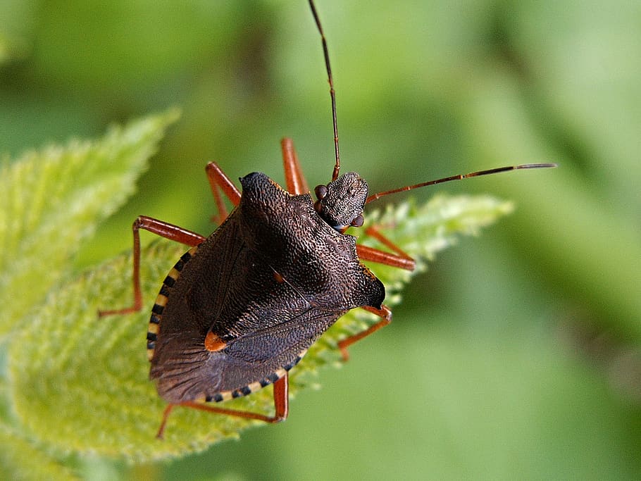 Black Orange 6 Legged Insect Hanging on a Green Leaf Plant, close-up HD wallpaper