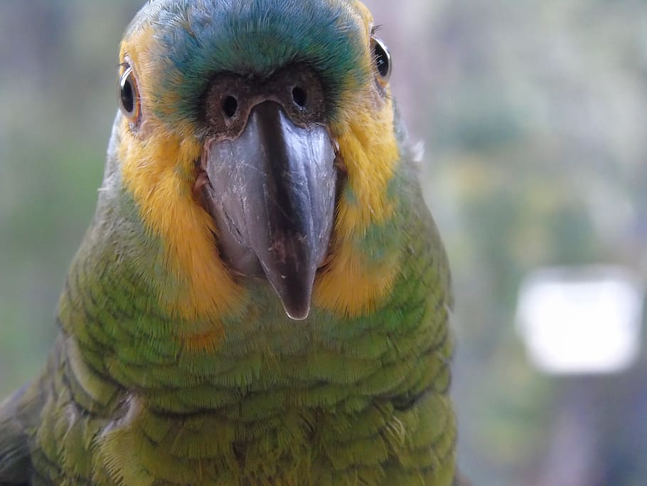 animals, parrot, birds, animal wildlife, focus on foreground HD wallpaper