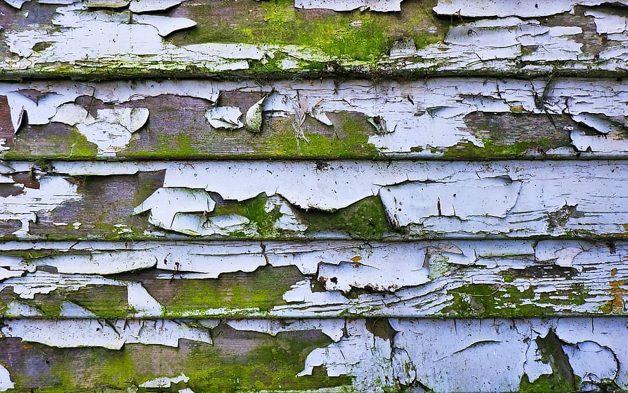 plant, tree, tree trunk, bird, animal, wood, moss, wall, leaf HD wallpaper