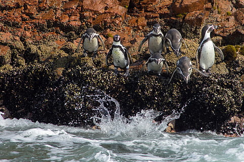 penguin diving in water, animal, bird, quail, booby, invertebrate HD wallpaper