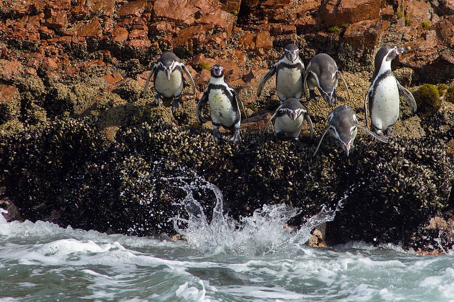penguin diving in water, animal, bird, quail, booby, invertebrate HD wallpaper