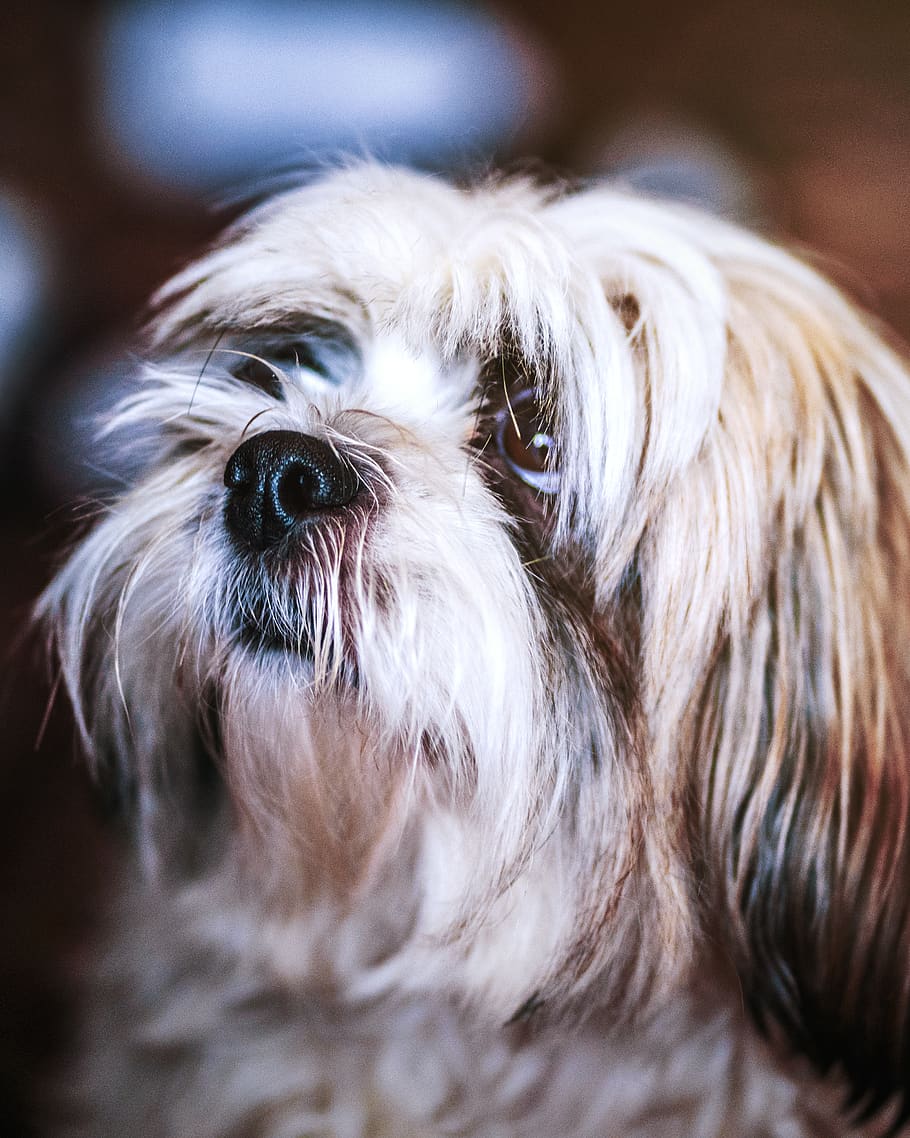 short-coated brown dog, animal, pet, hungary, miskolc, face, canine HD wallpaper