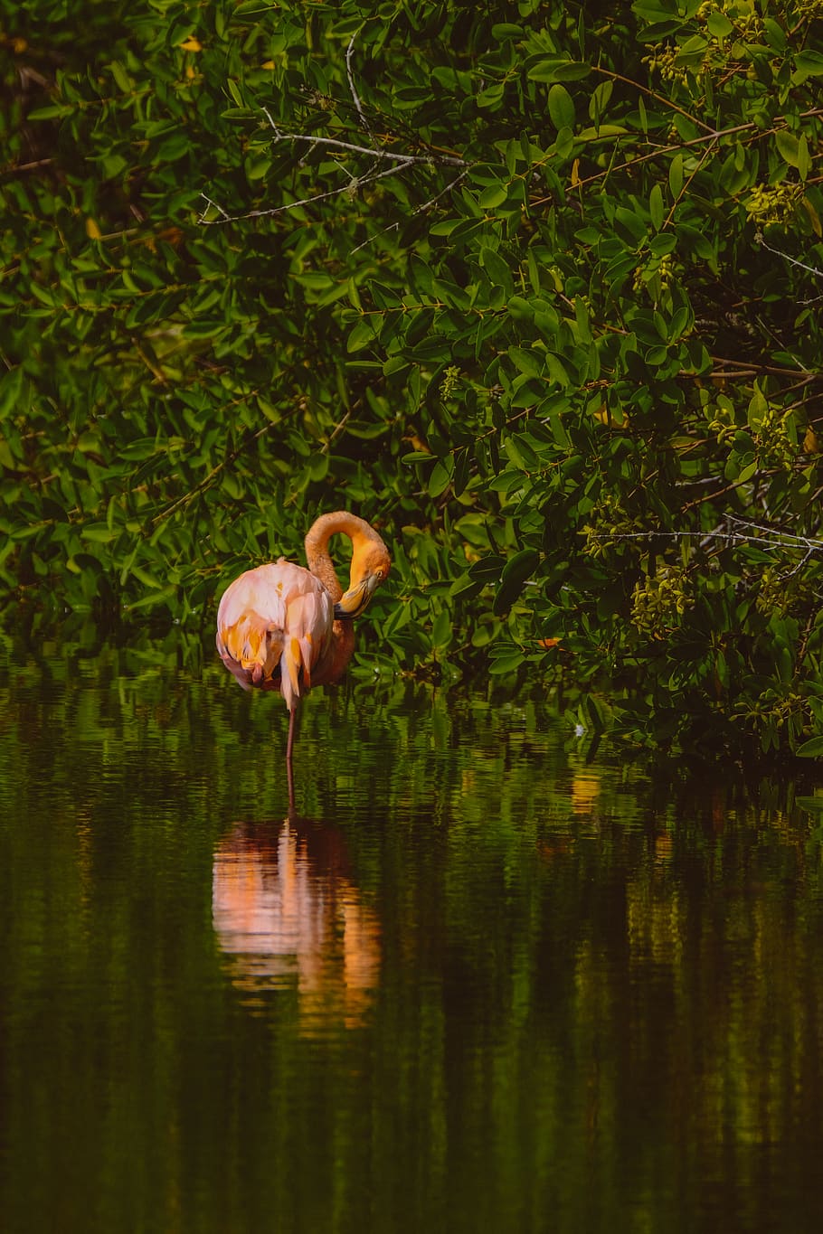 lake, plant, reflection, water, animal, waterfront, animal themes HD wallpaper