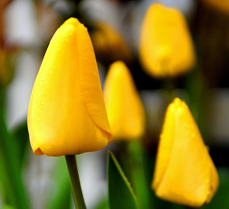 tulip, blossom, bloom, spring, flower, flora, flowering plant HD wallpaper