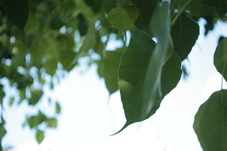plant, leaf, tree, vegetation, blossom, flower, sunlight, oak HD wallpaper