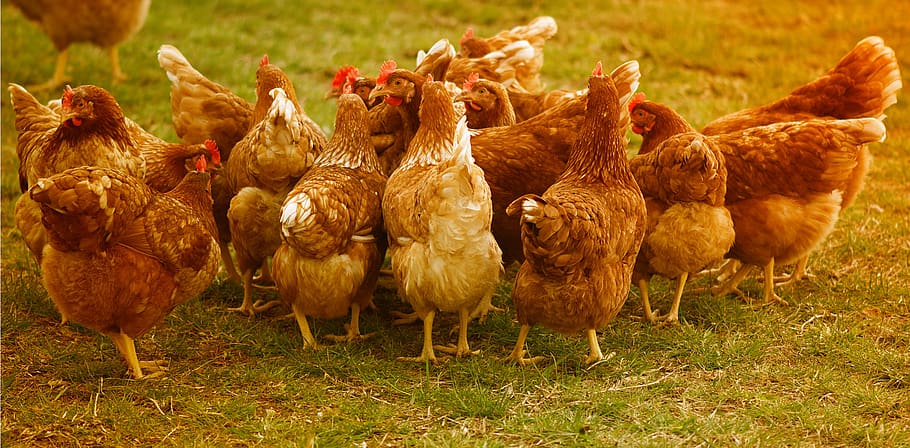 chickens, poultry, running, happy hens, range, farm, bird, animal