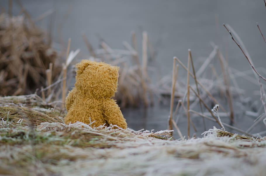 bear plush toy on grass, outdoors, snow, frost, ice, poland, nowy pilczyn HD wallpaper