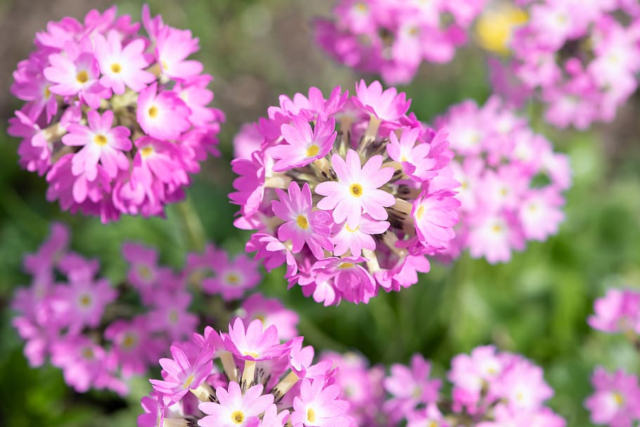 drumstick, pink, primrose, spring, close up, nature, garden HD wallpaper