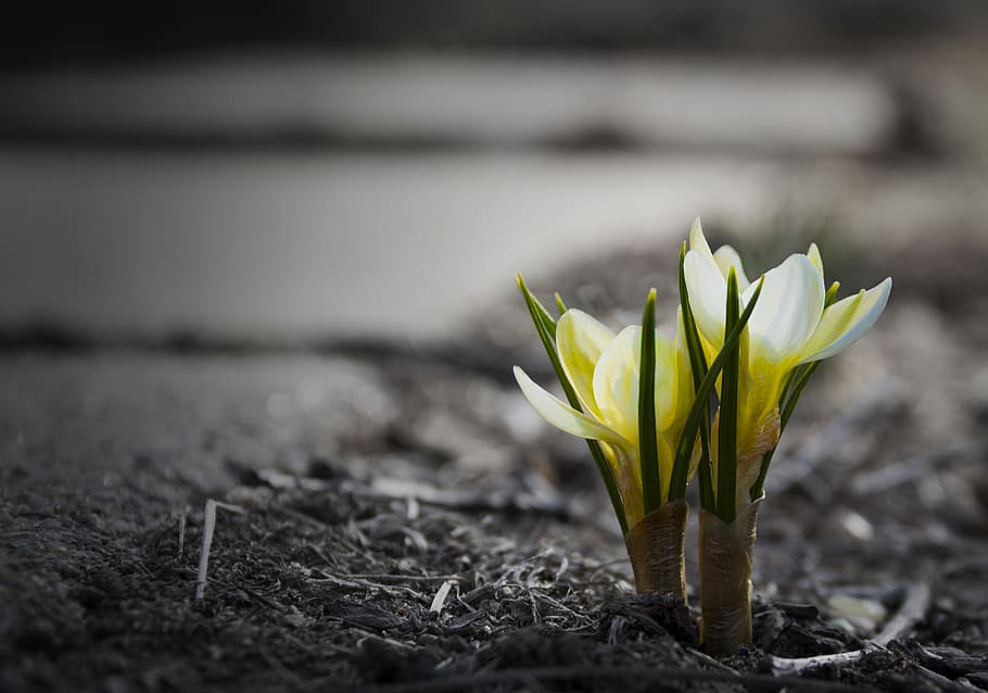 crocus, flower, spring, bloom, yellow, white, green, plant HD wallpaper