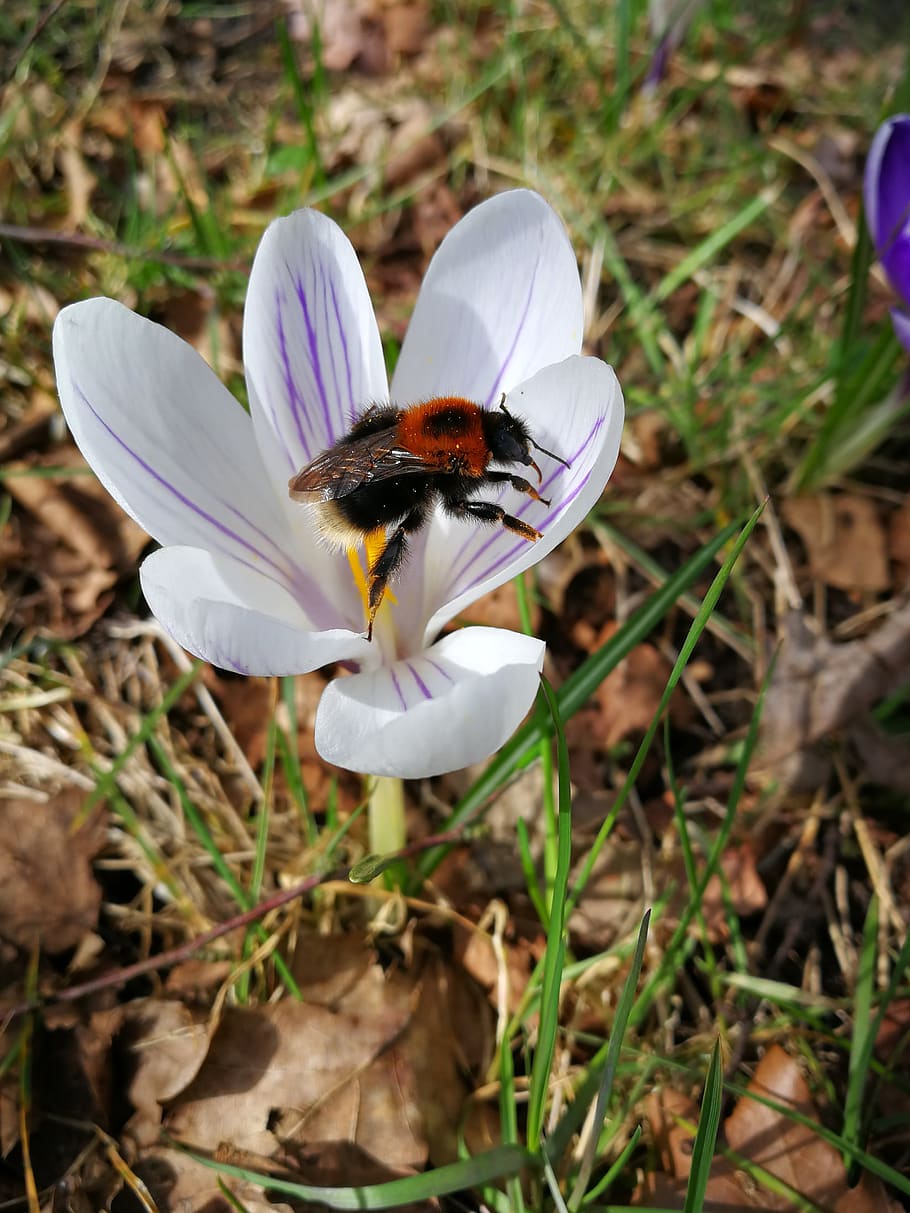 bee, flower, spring, nature, flowering plant, fragility, vulnerability HD wallpaper