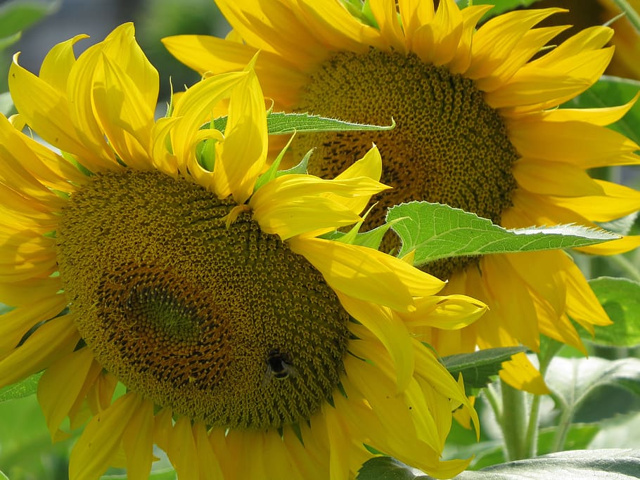 sunflower, plant, summer, flowering plant, yellow, fragility HD wallpaper