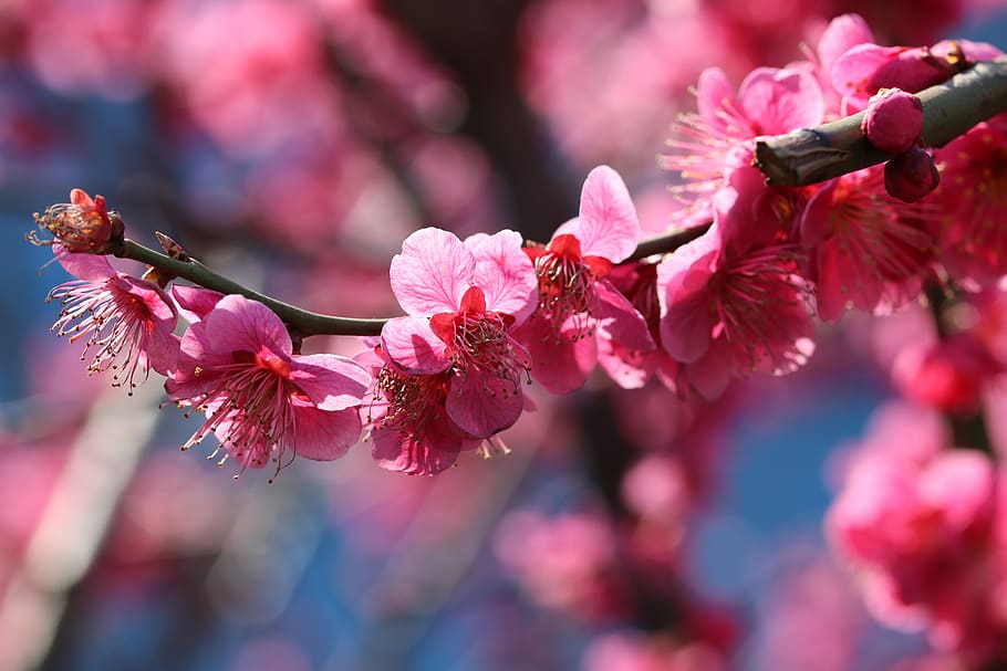 HD wallpaper: red plum, spring, spring flowers, nature, pink, season, plum  blossoms | Wallpaper Flare