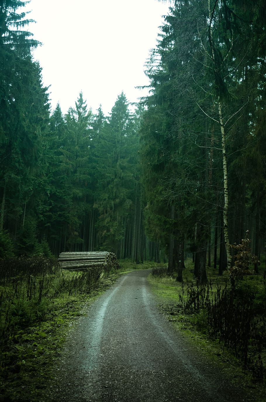 pathway between trees, furniture, bench, plant, road, dirt road HD wallpaper
