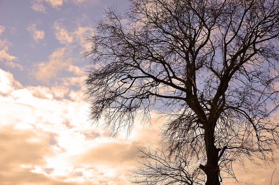tree, winter, sky, winter images, clouds, sun, light, mood HD wallpaper