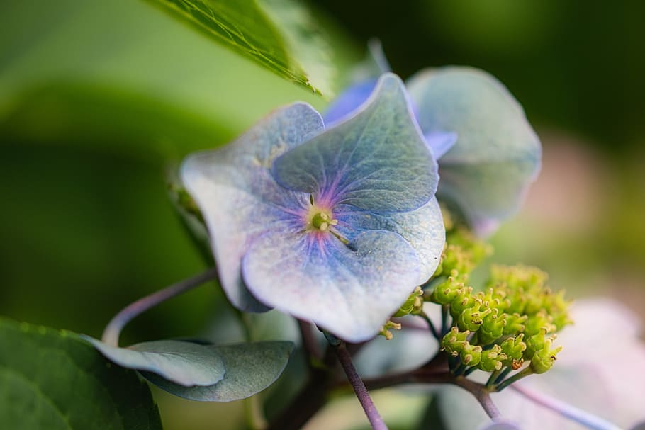 hydrangea, blossom, bloom, flower, close up, beautiful, flowering plant HD wallpaper