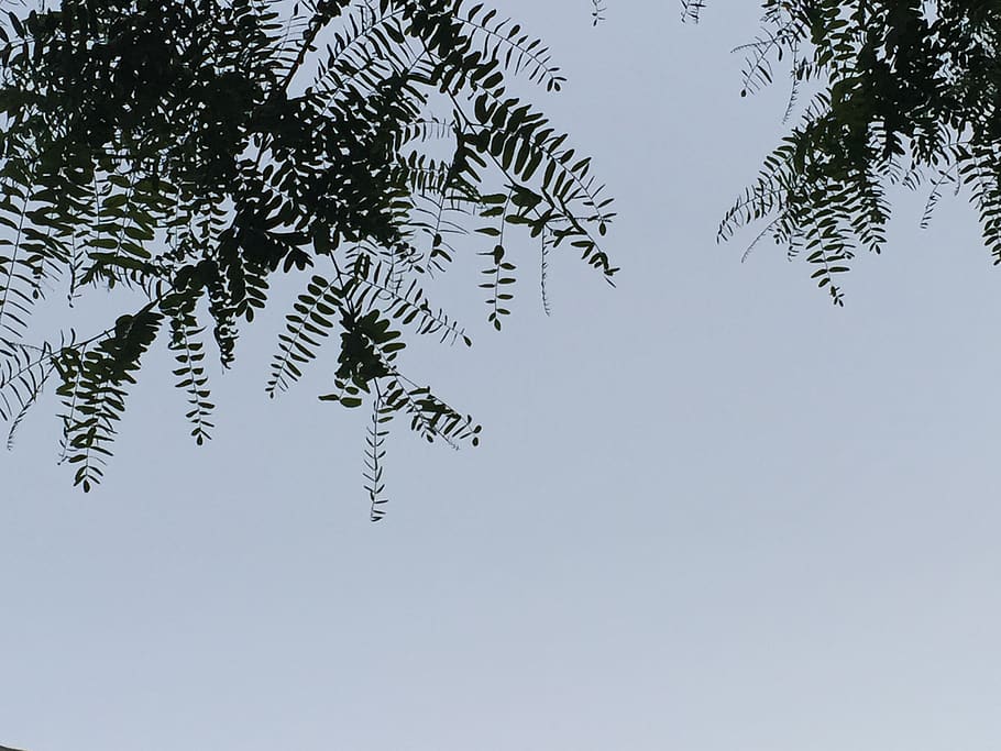 израиль, хайфа, tree, plant, sky, beauty in nature HD wallpaper