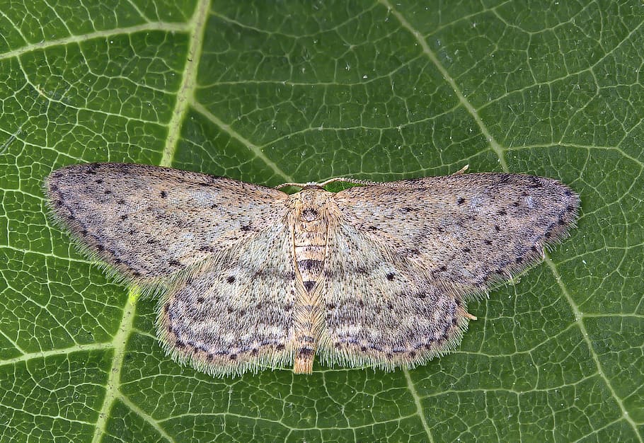 moth, small-dusty-wave, insect, wings, nature, colorful, garden HD wallpaper