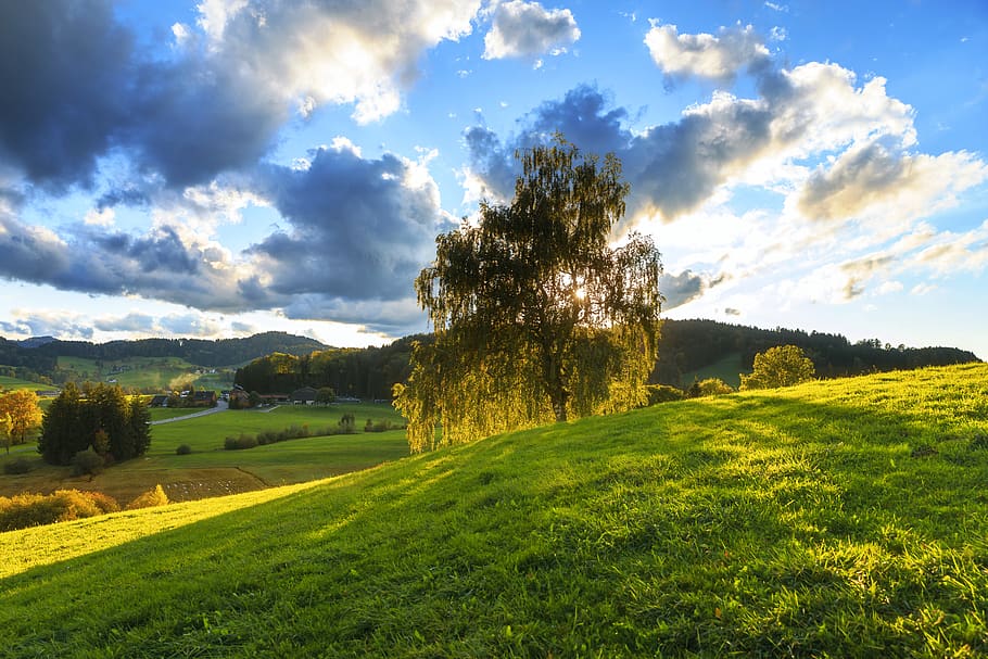 Green Tree Under Sunny Cloudy, blue, bright, clouds, country HD wallpaper
