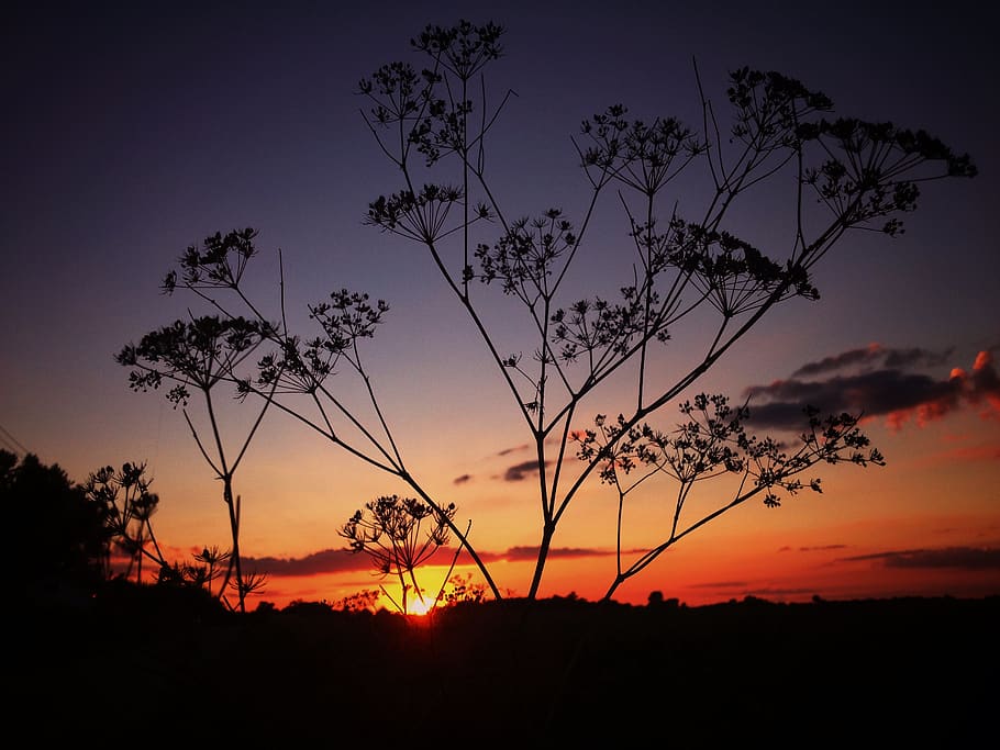 sunset, sky, silhouette, beauty in nature, scenics - nature HD wallpaper